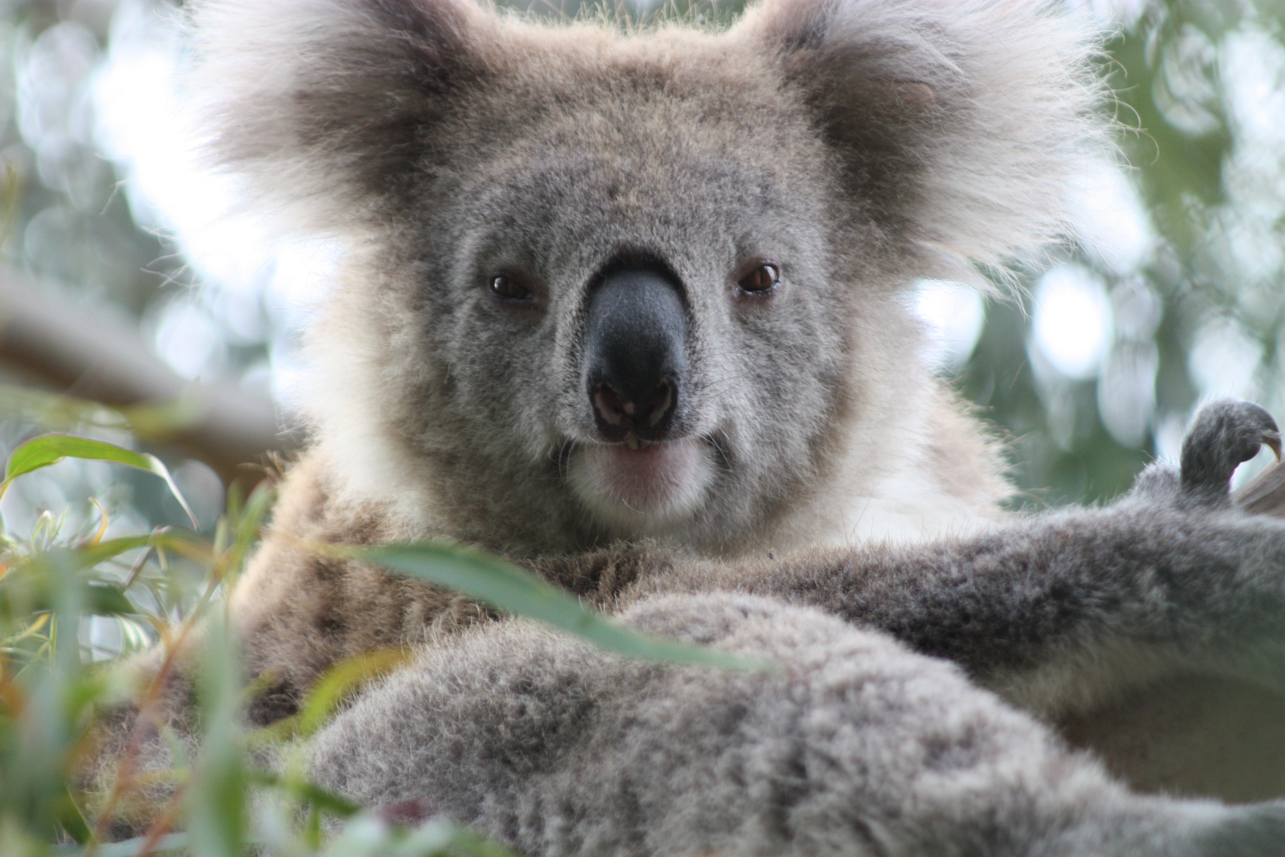 Коала в лесу. Коала. Медведь коала. Коала сумчатое животное. Медведи коалы в Австралии.